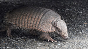 Photo snapped in Parque Nacional Torres del Paine, near Lago Pehoe.