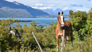 bicycle-patagonia-horse-lago-general